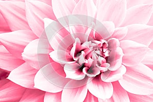 Dahlia light pink flower macro photo. High key picture in color emphasizing the bright pink and highlights photo