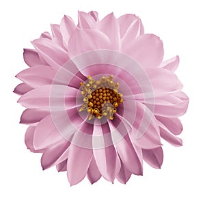 Dahlia light pink flower on a white isolated background with clipping path. Closeup no shadows. Garden flower.