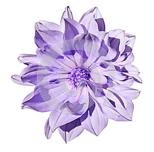 Dahlia light purple flower on an isolated white background with clipping path. Closeup. No shadows.
