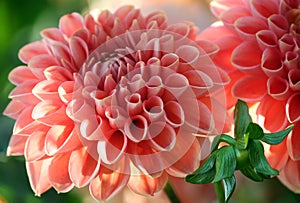 Dahlia linda s baby variety, closeup bright delicate salmon-colored photo