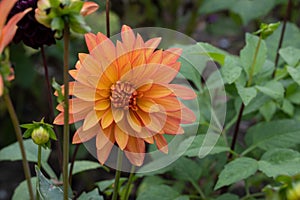 Dahlia Melody Swing, decorative double, pinky-orange and yellow flowers