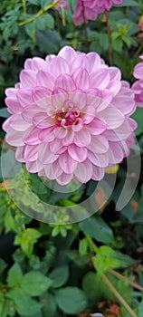 Dahlia is a member of the Compositae family of dicotyledonous plants, blooming in a parc UK