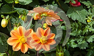 Dahlia Mexican plant with  a tuberous root from the family of daisies, grown for its brightly colored single or double flowers