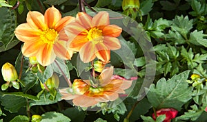 Dahlia Mexican plant with  a tuberous root from the family of daisies, grown for its brightly colored single or double flowers