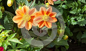 Dahlia Mexican plant  with a tuberous root from the family of daisies, grown for its brightly colored single or double flowers