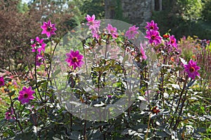 Dahlia mignon lilac lyric in bloom