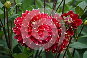 Dahlia Mr Optimist, red blooms with yellow and white tips