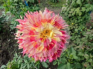 Dahlia \'Myrtle\'s folly\' blooming with colorful flower with its mix of gold, coral and rose petals