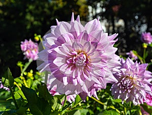 The dahlia name, Almandâ€˜s Joy in the dahlia garden Baden Baden near the lichtentaler alley. Baden Baden, Baden WÃ¼rttemberg,