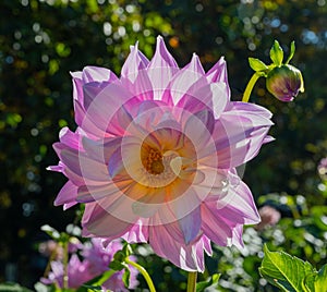 The dahlia name, Almandâ€˜s Joy in the dahlia garden Baden Baden near the lichtentaler alley. Baden Baden, Baden WÃ¼rttemberg,