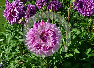 The dahlia (name, Alpen Pauline) in the dahlia garden Baden Baden near the lichtentaler alley.