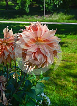 The dahlia (name, Babylon bronce) in the dahlia garden Baden Baden near the lichtentaler alley. photo