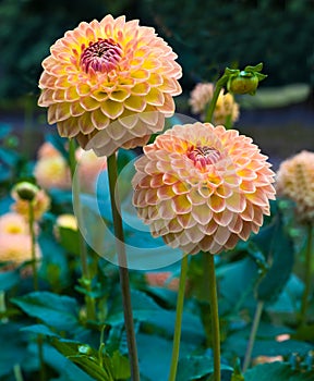 The dahlia name, Blyton Softer Gleam in the dahlia garden Baden Baden near the lichtentaler alley. Baden Baden, Baden WÃ¼