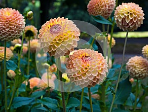 The dahlia name, Blyton Softer Gleam in the dahlia garden Baden Baden near the lichtentaler alley. Baden Baden, Baden WÃ¼