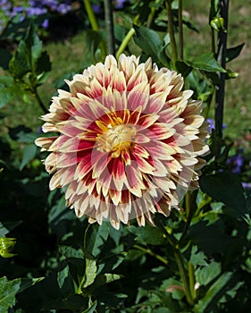 The dahlia name, Dutch Carneval in the dahlia garden Baden Baden near the lichtentaler alley. Baden Baden, Baden WÃ¼rttemberg,