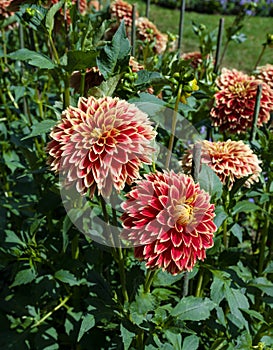 The dahlia name, Dutch Carneval in the dahlia garden Baden Baden near the lichtentaler alley. Baden Baden, Baden WÃ¼rttemberg,