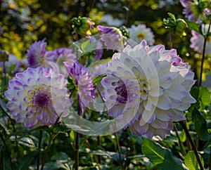 The dahlia name, Hapet Blue Eyes in the dahlia garden Baden Baden near the lichtentaler alley. Baden Baden, Baden WÃ¼rttemberg,