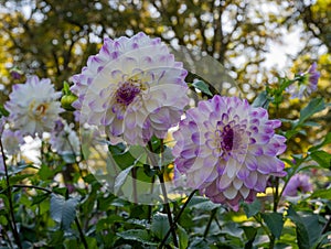 The dahlia name, Hapet Blue Eyes in the dahlia garden Baden Baden near the lichtentaler alley. Baden Baden, Baden WÃ¼rttemberg,