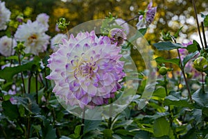 The dahlia name, Hapet Blue Eyes in the dahlia garden Baden Baden near the lichtentaler alley. Baden Baden, Baden WÃ¼rttemberg,