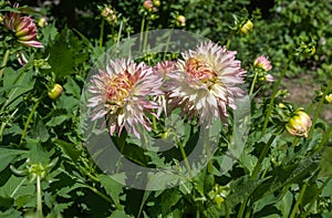 The dahlia (name, Hapet Champagne) in the dahlia garden Baden Baden near the lichtentaler alley.