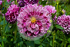 The dahlia name, Hapet Flash in the dahlia garden Baden Baden near the lichtentaler alley. Baden Baden, Baden WÃ¼rttemberg,