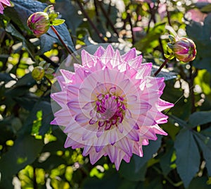 The dahlia name, Hapet Pink Jack in the dahlia garden Baden Baden near the lichtentaler alley. Baden Baden, Baden WÃ¼rttemberg,