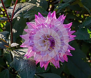 The dahlia name, Hapet Pink Jack in the dahlia garden Baden Baden near the lichtentaler alley. Baden Baden, Baden WÃ¼rttemberg,