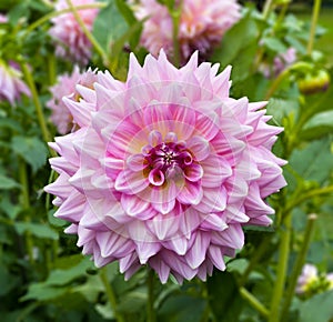 The dahlia name, Kiddâ€˜s Climax in the dahlia garden Baden Baden near the lichtentaler alley. Baden Baden, Baden WÃ¼rttemberg,