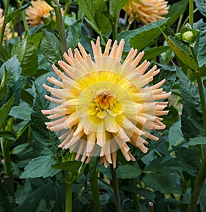 The dahlia name, LGS Loebau in the dahlia garden Baden Baden near the lichtentaler alley. Baden Baden, Baden WÃ¼rttemberg,