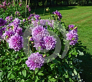 The dahlia (name, Lila Pauline) in the dahlia garden Baden Baden near the lichtentaler alley.