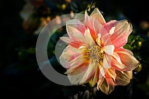 Dahlia named Apple Blossom, a Collerette dahlia