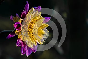 Dahlia named Boogie Woogie photo