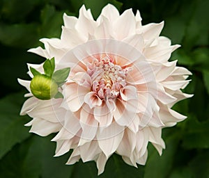 Dahlia named CafÃÂ© au Lait photo