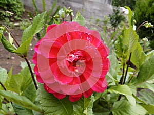 Dahlia National Flower of Maxico Nature Beautyful Red Flower