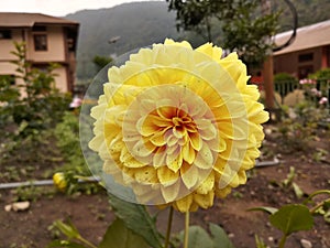 Dahlia National Flower of Maxico Nature Beautyful Yellow Flower