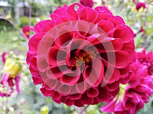 Dahlia National Flower of Maxico Red Flower Nature