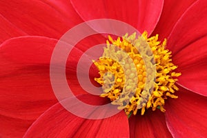Dahlia (Nellie Geerlings) flower closeup