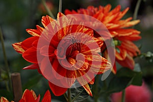 Dahlia Neo, striped flowers, red and orange blooms