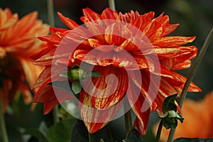 Dahlia Neo, striped flowers, red and orange blooms