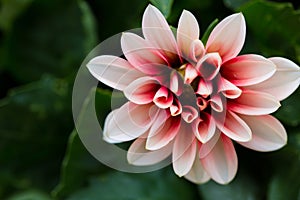 Dahlia neon bicolor