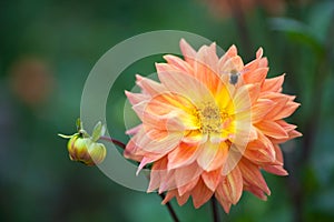 Dahlia orange and yellow flower in garden with bee