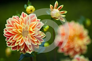 Dahlia orange and yellow flowers in garden full bloom closeup