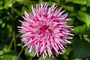 Dahlia `Parkland Rave`