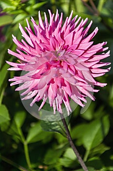 Dahlia `Parkland Rave`