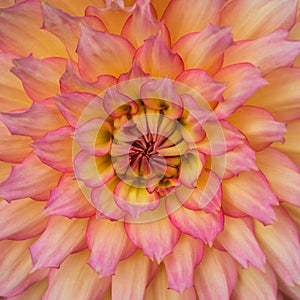 Dahlia Pattern