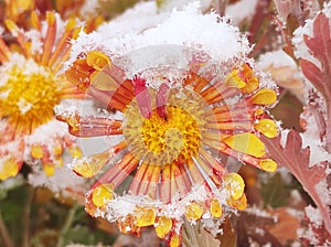 Dahlia peach yellow rose colored overblown snow-covered in late november in detailed view