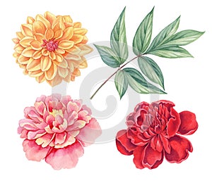 Dahlia and peony pink, red, yellow vintage flowers green leaves isolated on white background. Watercolor botany illustration.