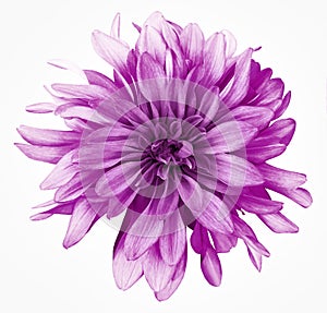 Dahlia  pink flower white  background isolated  with clipping path. Closeup. with no shadows.