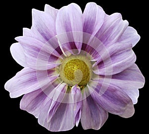 Dahlia pink-white flower. black background isolated with clipping path. Closeup. with no shadows.