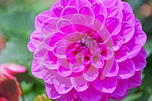 Dahlia pinnata blossom